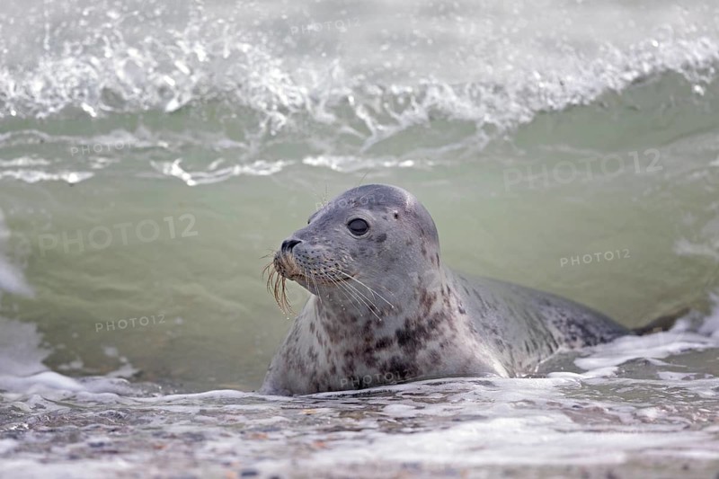 Grey seal (Halichoerus grypus) Young animal playing in the water