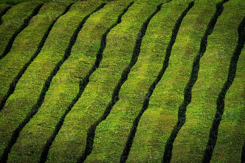 Tea bushes in a row