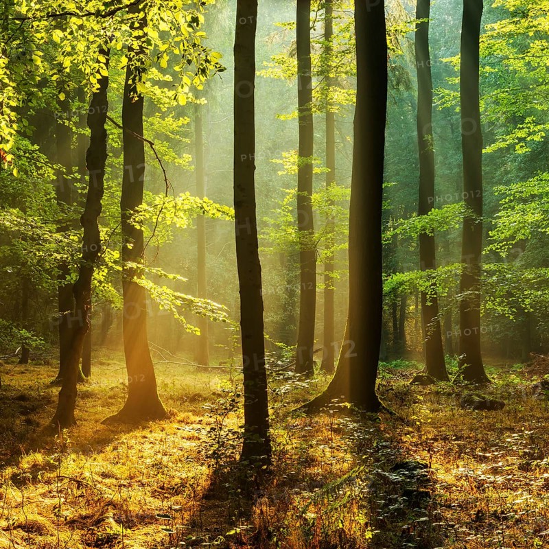 Light-flooded near-natural deciduous forest of oaks and beeches on the Finne mountain range