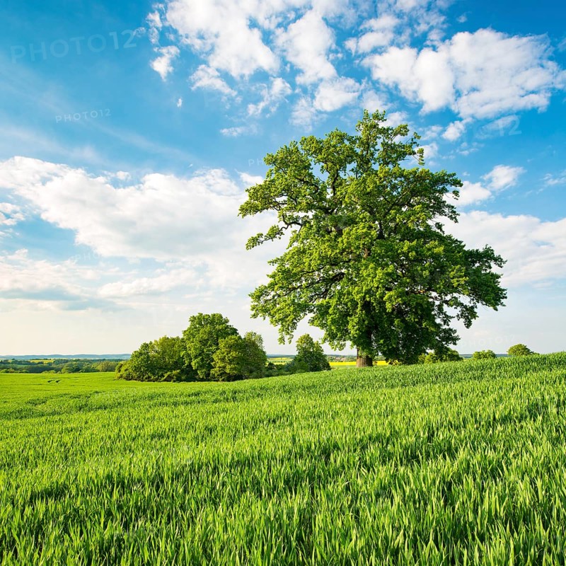 Landscape with oaks