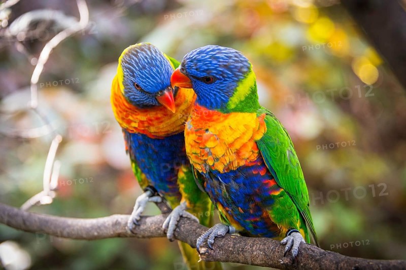 Pair