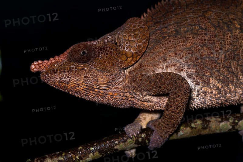 Short-horned chameleon (Calumma brevicorne)