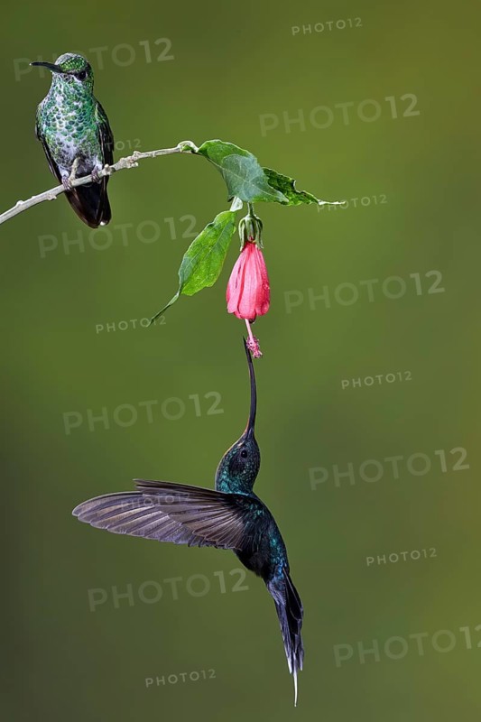 Green-crowned brilliant (Heliodoxa jacula)