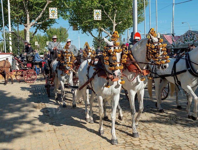Decorated horse-drawn carriage