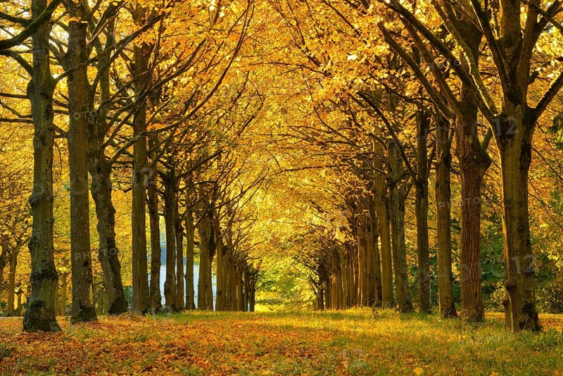 Linden-Allee in autumn
