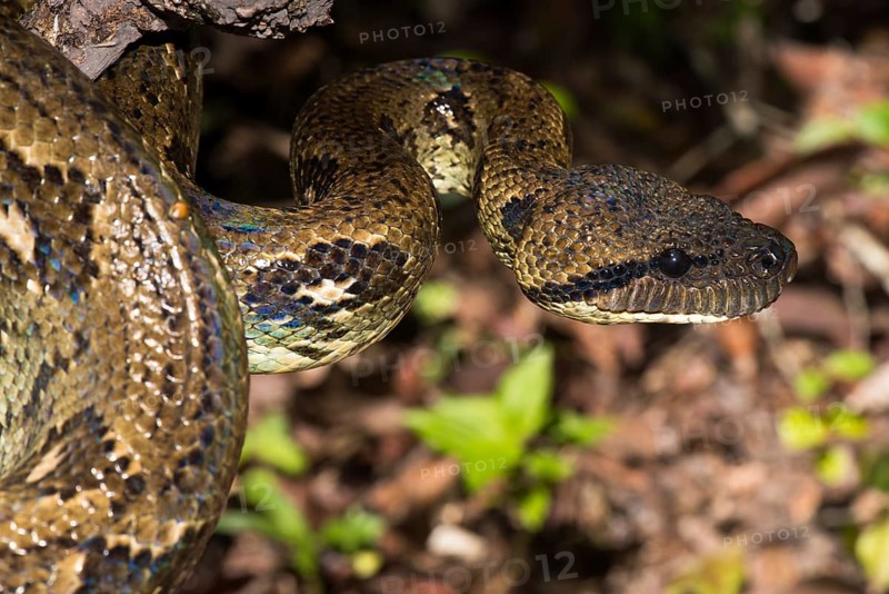 Madagascar tree boa (Sanzinia madagascariensis) on branch