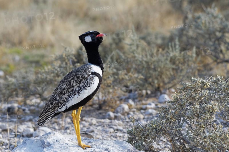 Northern black korhaan (Afrotis afraoides)