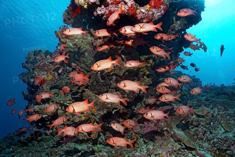 Swarm Pinecone soldierfishes (Myripristis murdjan) at the reef