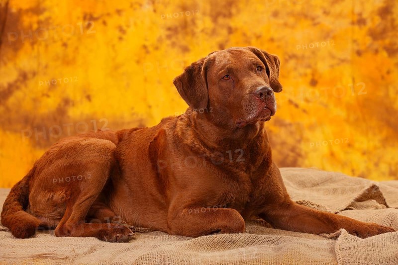 Chesapeake Bay Retriever