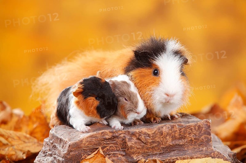 CH-Teddy guinea pigs
