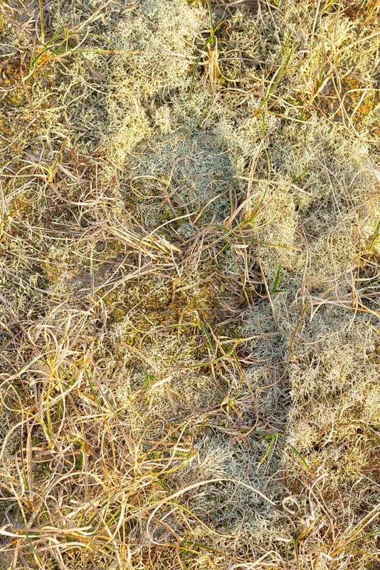 Footprint in sensitive vegetation