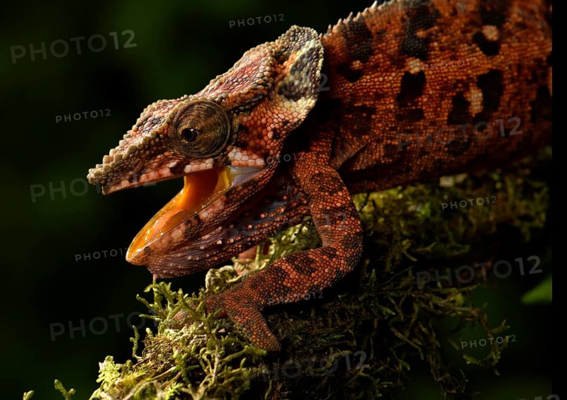 Malthe's chameleon (Calumma malthe)