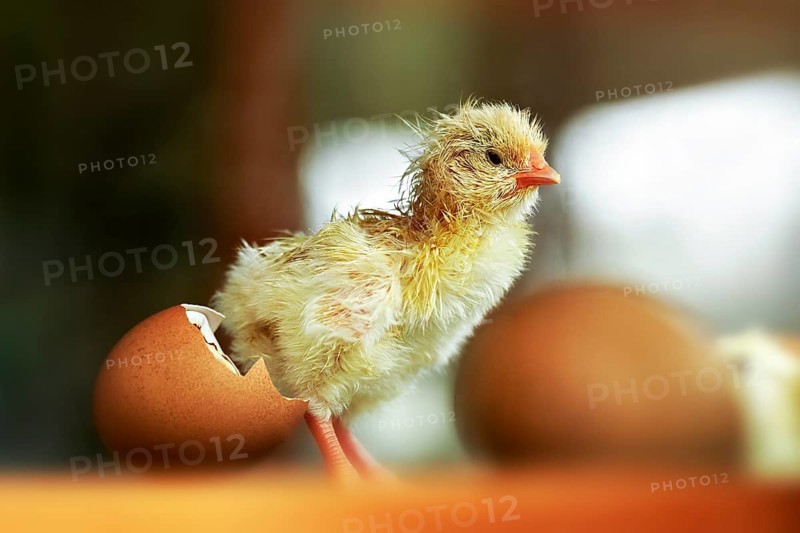 Chicken (Gallus gallus domesticus)