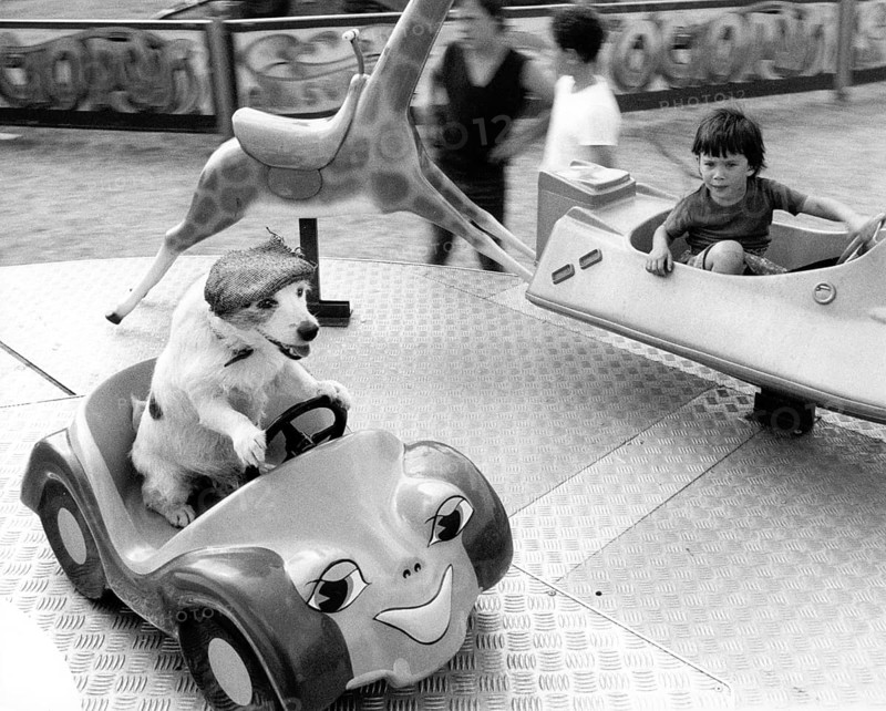 Jack Russell Terrier with hat and boy driving roundabout