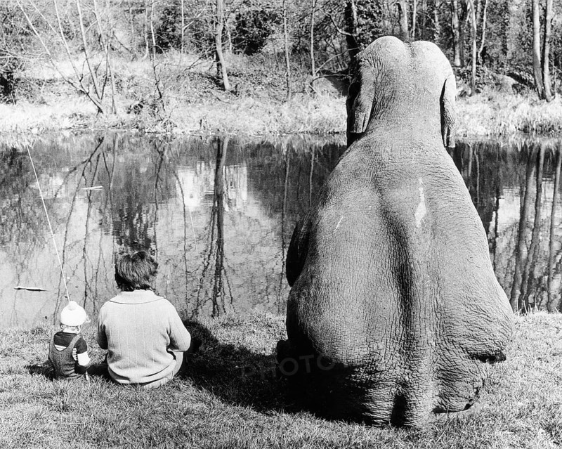Elephant fishing