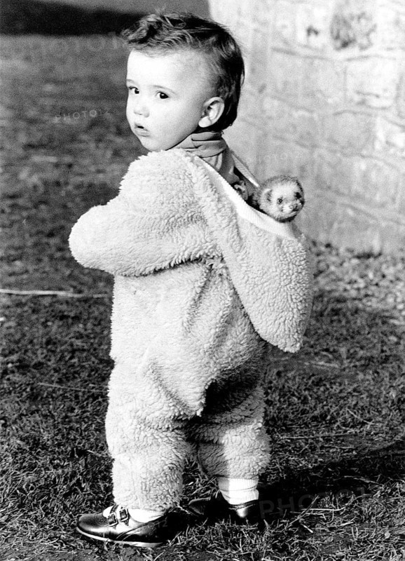 Toddler wears ferret in hood