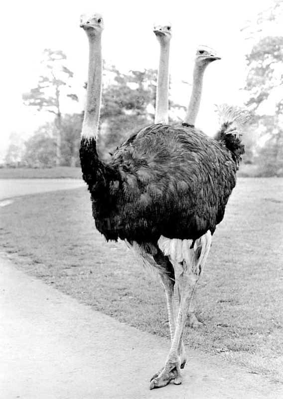 Ostrich with three heads