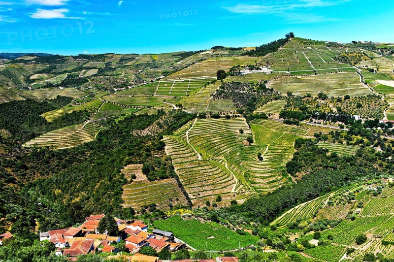 Vineyard region Alto Douro in the valley of Rio Pinhao