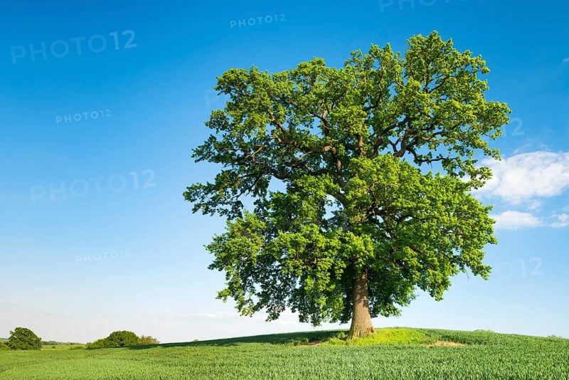 Solitary Oak