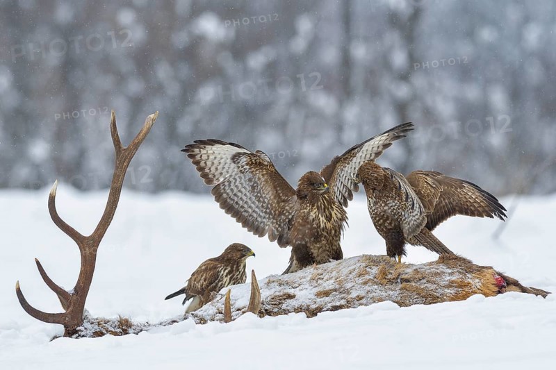 Steppe buzzards (Buteo buteo) on carcass of a red deer in winter