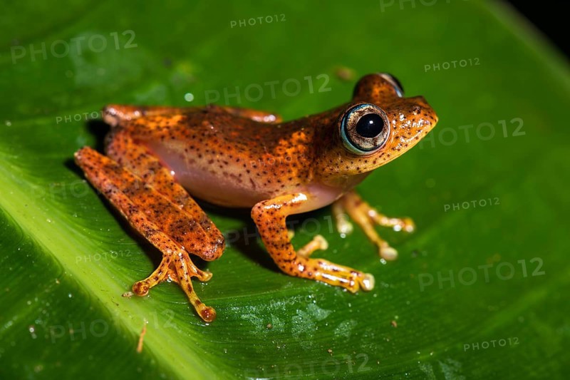 Tree climbing frog species (Boophis pyrrhus) sits on leaf