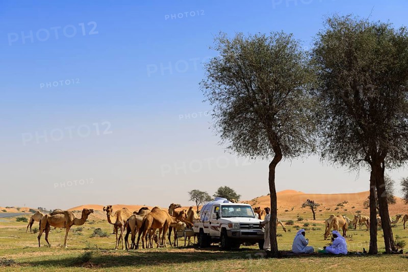 Bedouins with their camel herd