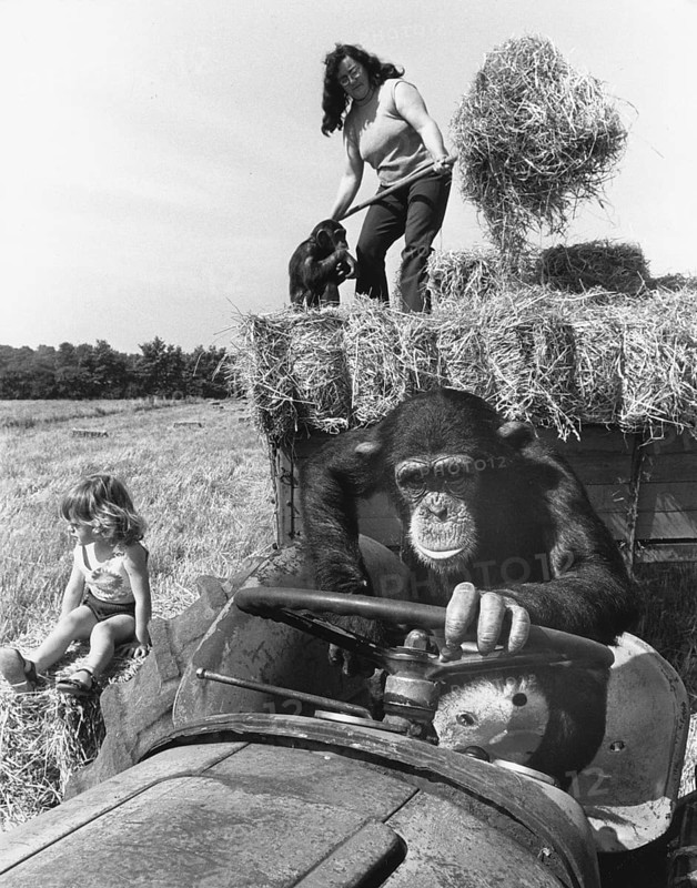 Chimpanzee drives a tractor