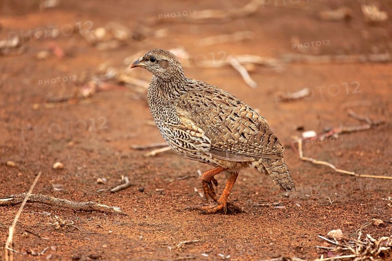 Crested francolin (Francolinus sephaena)