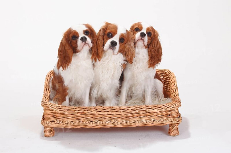 Cavalier King Charles Spaniel