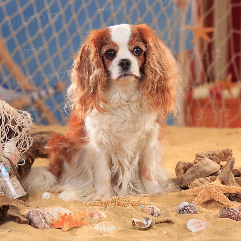 Cavalier King Charles Spaniel