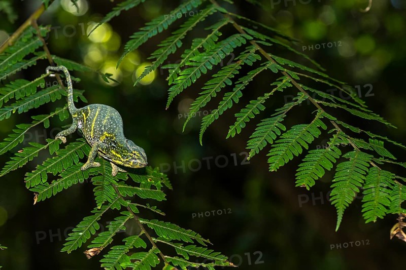 Canopy Chameleon (Furcifer willsii)