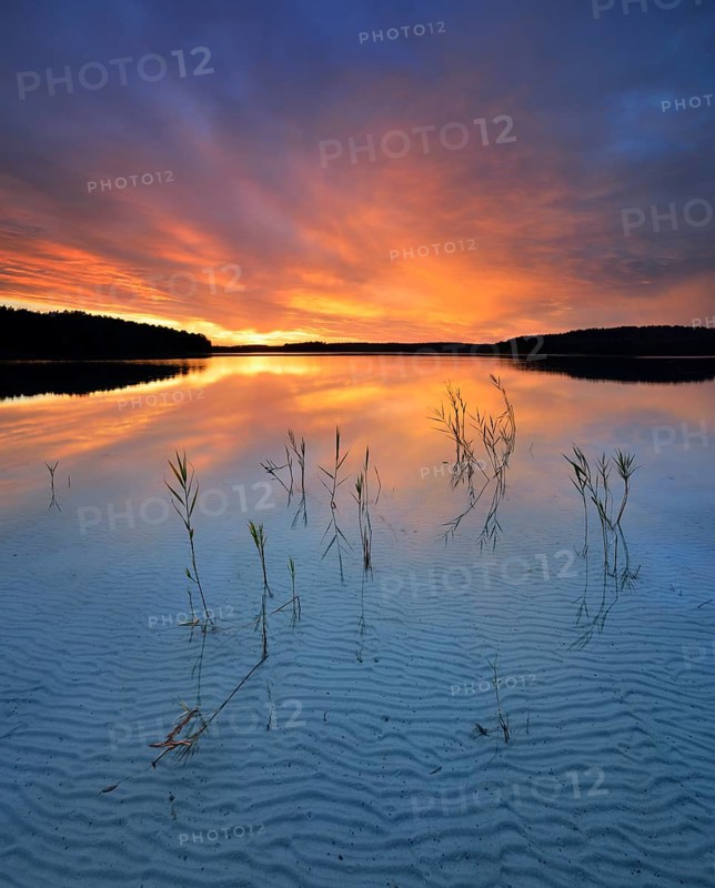 Great Furstensee lake with reeds