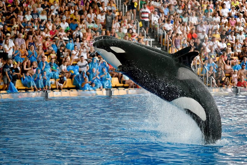 Two Killer whales (Orcinus orca) jumping synchronously