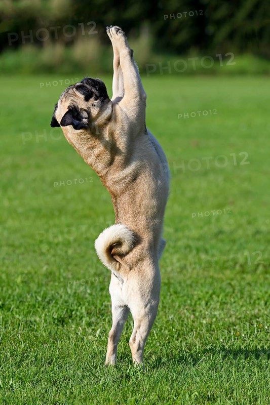 Pug stands on hind legs