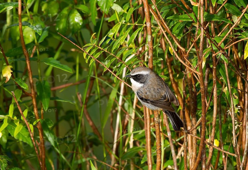 Grey bush chat (Saxicola ferreus)