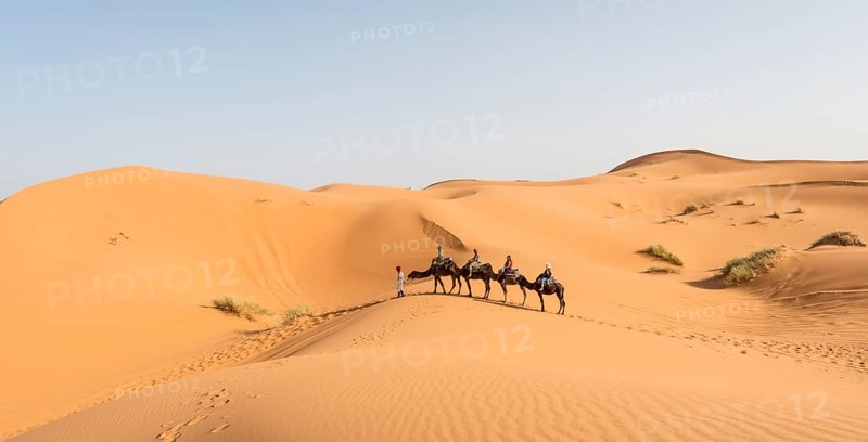 Caravan with dromedaries (Camelus dromedarius)