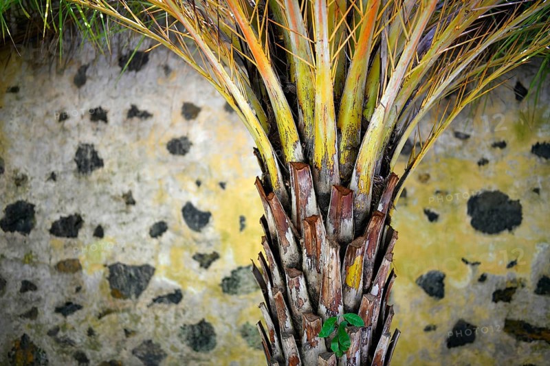 Tree trunk of a palm tree in front of a yellow black wall