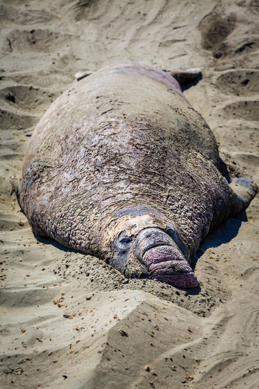Old Northern Elephant Seal (Mirounga angustirostris) sleeps in the sand