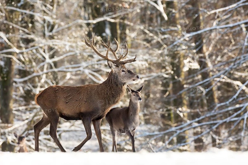 Red Deer (Cervus elaphus)