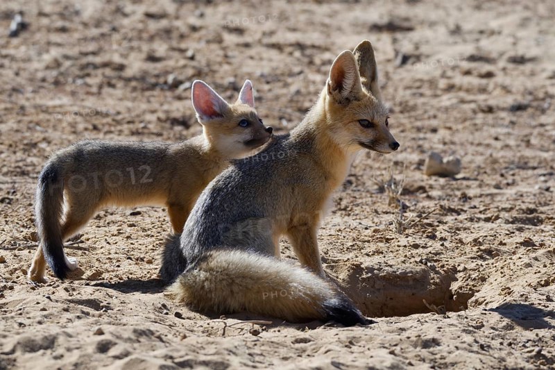 Cape foxes (Vulpes chama)