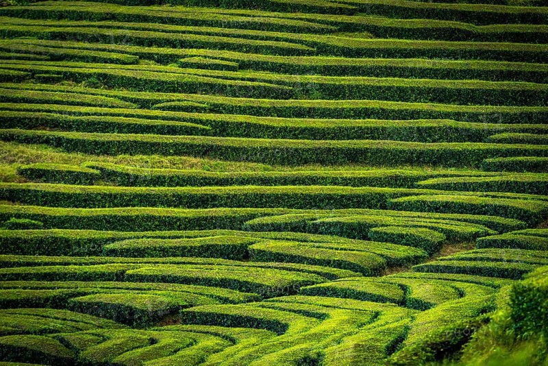 Tea bushes in a row