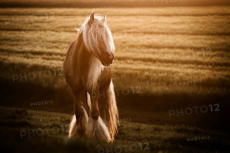 Cold-blooded Tinker horse with long mane stands against light on a field