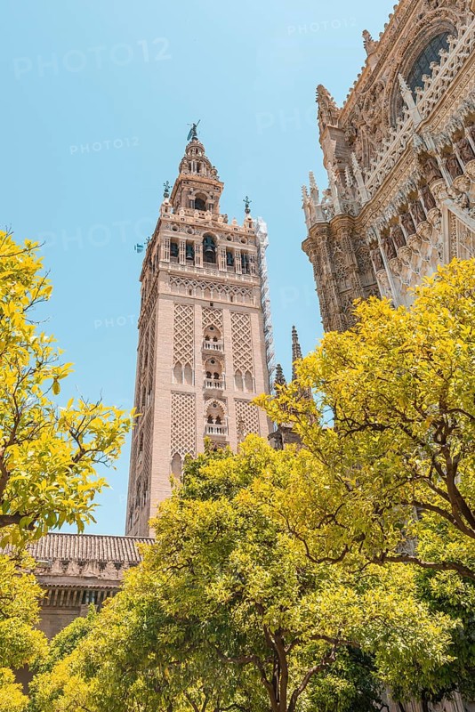 Orange trees in the courtyard of the Cathedral of Seville