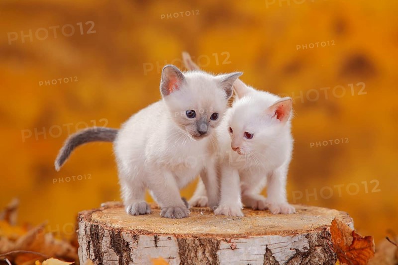 Siamese cats old type