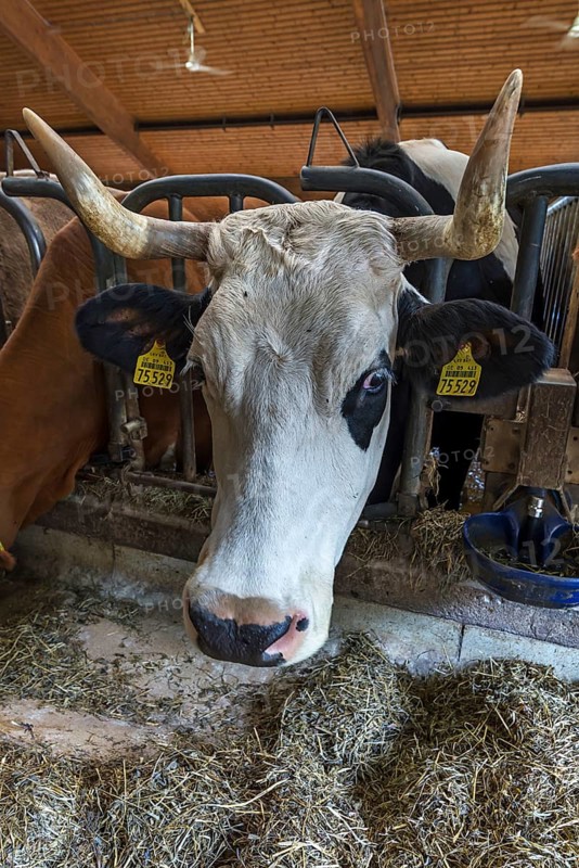 Holsteiner Dairy Cow looks through feeding rail