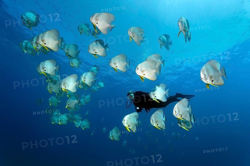 Diver observes swarm Longfin Batfishes (Platax teira)