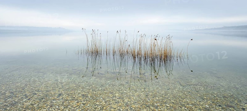 Misty lake with reeds