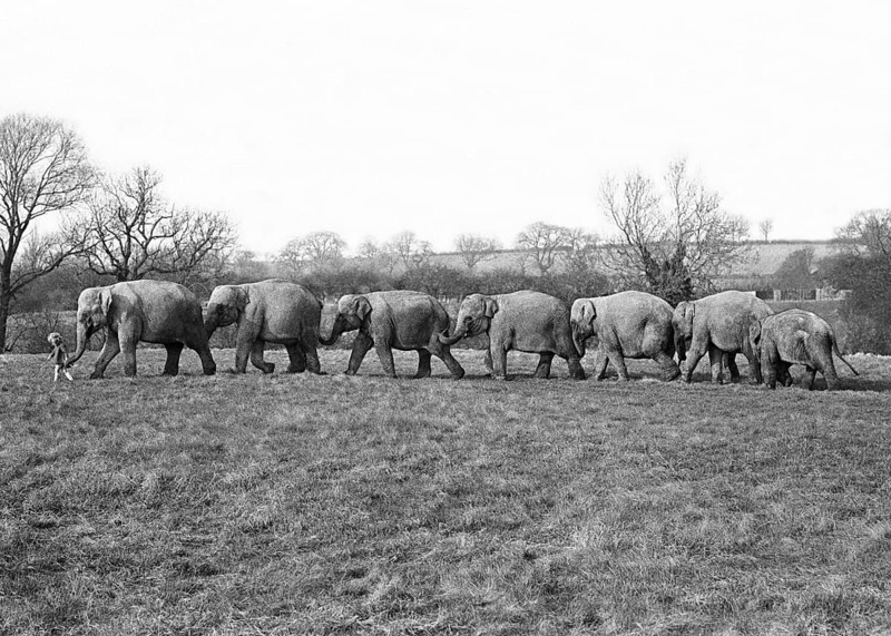 Elephants march in a row