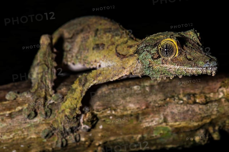 Mossy leaf-tailed gecko (Uroplatus sikorae)