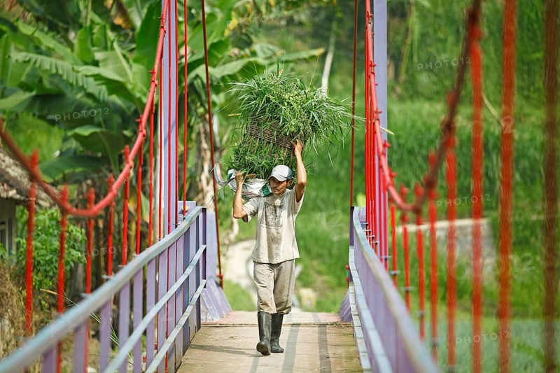 Farmer hauls a basket full of grass over a suspension bridge